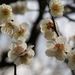 20070217_fuchu_005